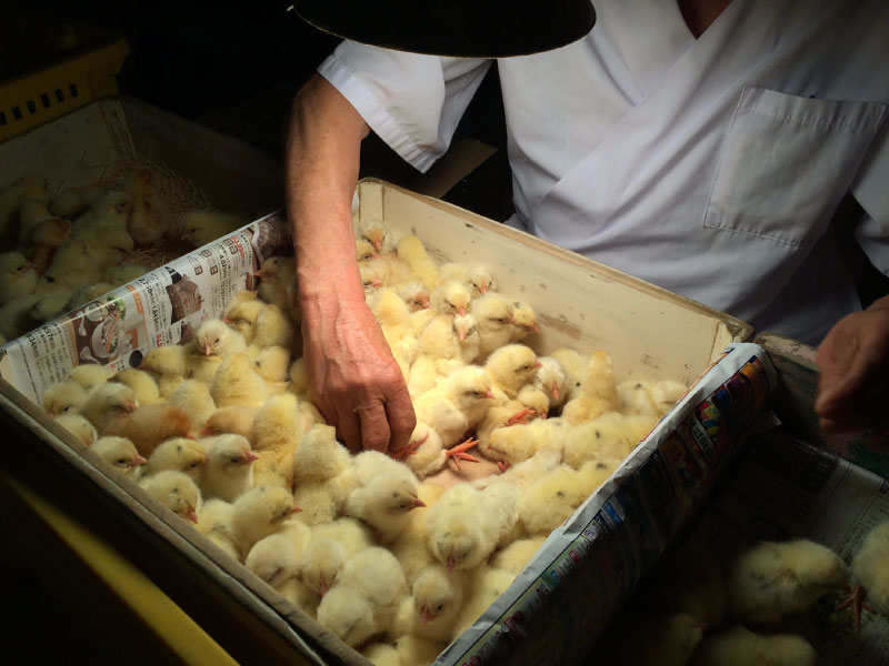 �z����Ő��Y���ꂽ�q���R�̎��Y�ӕ�